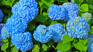 Hortensias bleus