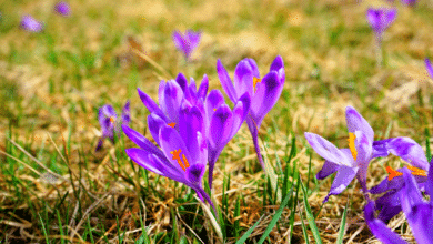 crocus à safran