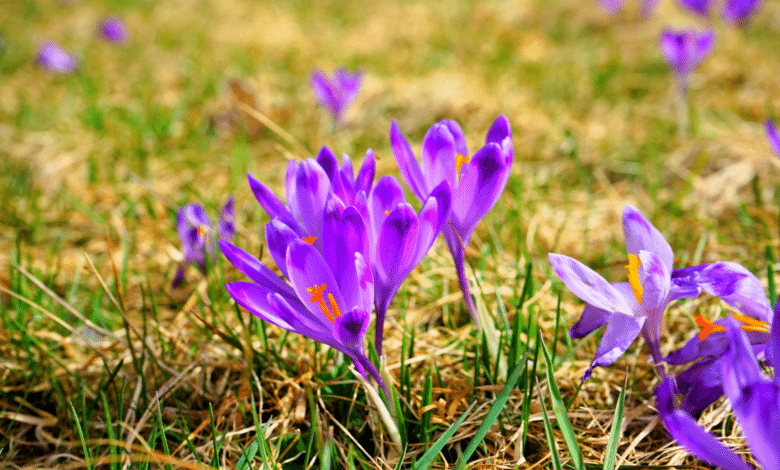 crocus à safran