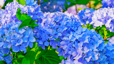 hortensias