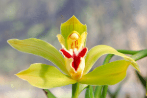 Phragmipedium kovachii