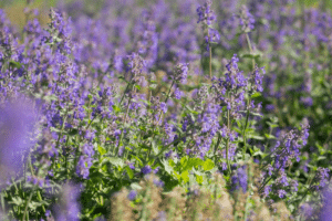 Nepeta