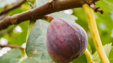 figues