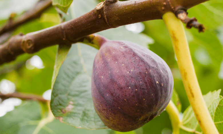 figues