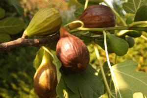 figues