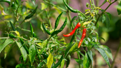 piments