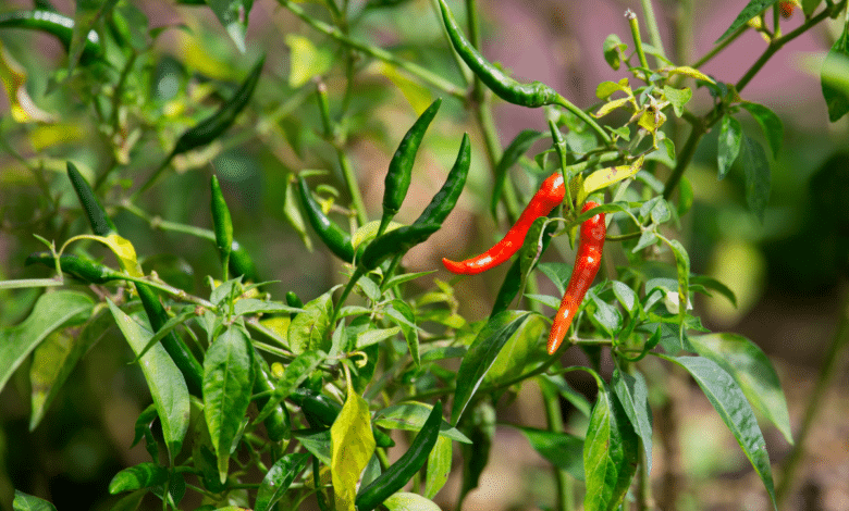 piments