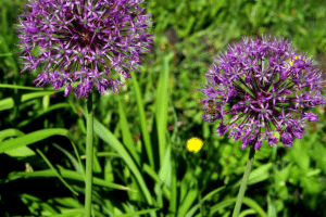 Allium aflatunense