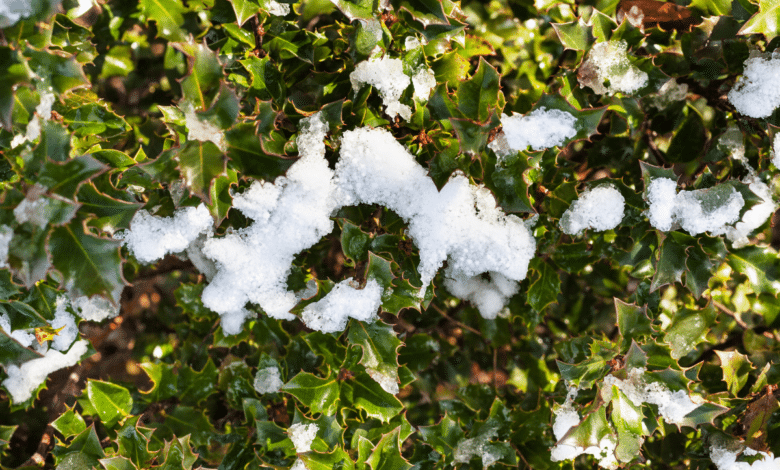 L'arbuste hivernal