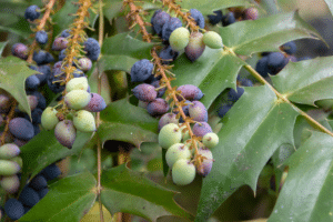 Mahonia