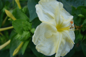 Mirabilis jalapa