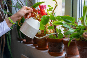 arroser vos plantes d'intérieur