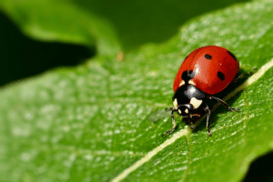 coccinelle asiatique