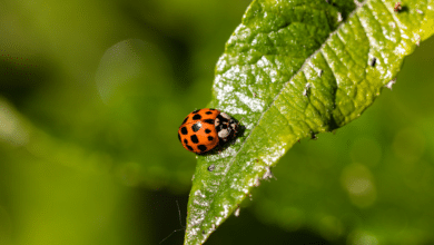 coccinelle asiatique