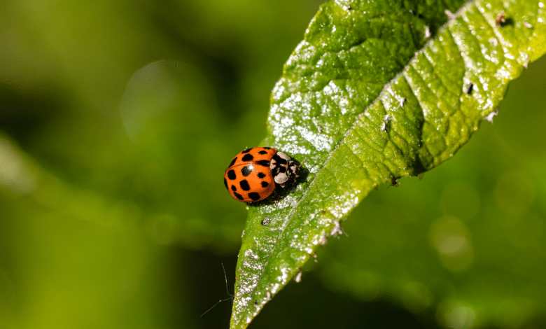 coccinelle asiatique