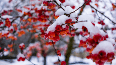 fruit en hivers