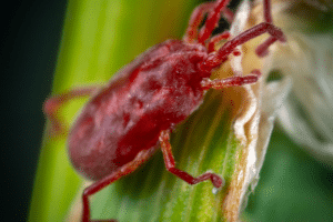 l'araignée rouge