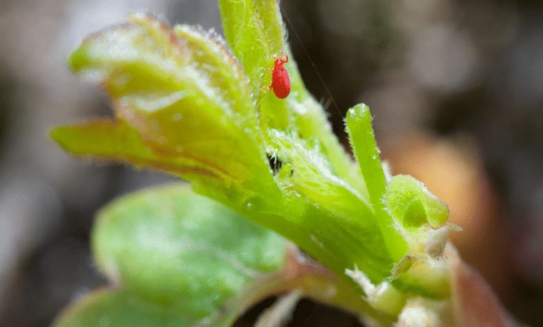 l'araignée rouge