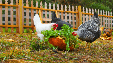 poules qui mangent