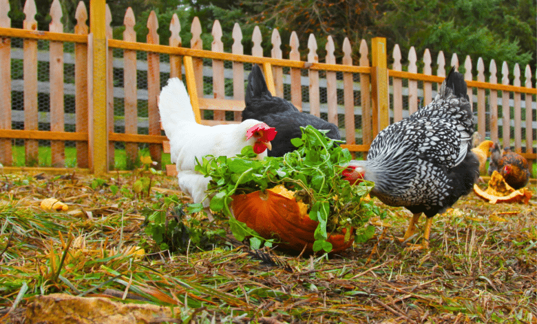 poules qui mangent