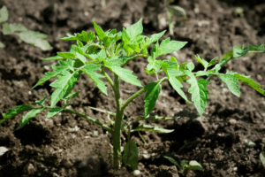 tomates cerise