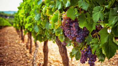 vigne dans jardin