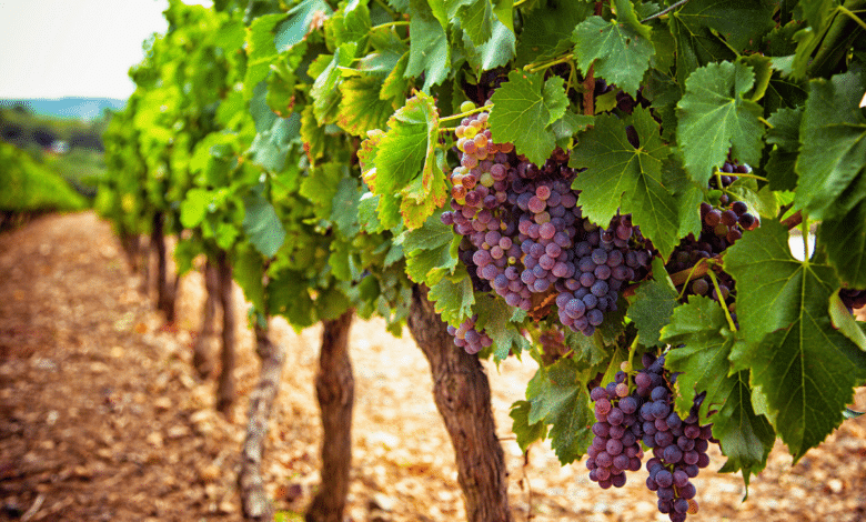 vigne dans jardin