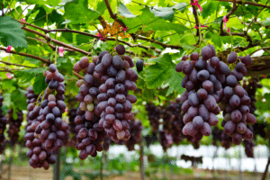 vigne dans jardin