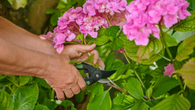 La taille hivernale des hortensias