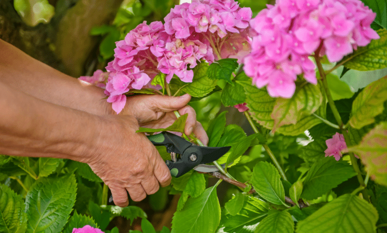 La taille hivernale des hortensias