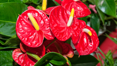 anthurium