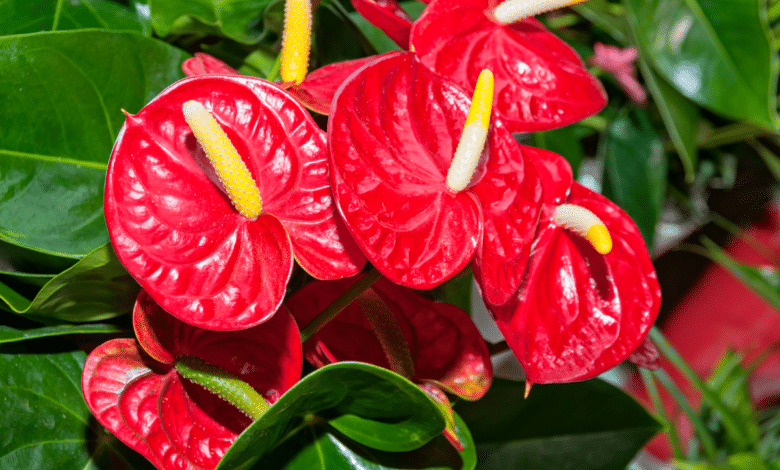 anthurium