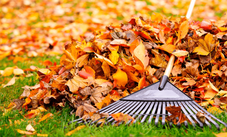 Le ramassage des feuilles