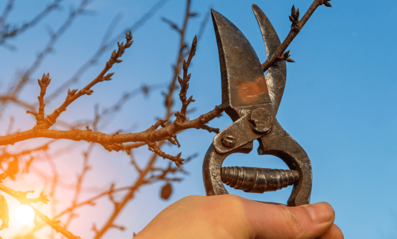 la taille hivernale des arbres fruitiers