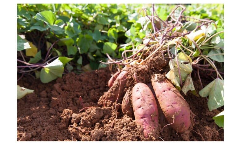 Une patate douce dans le jardin