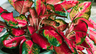 plante à l'ombre