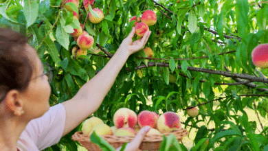 préparer vos fruitiers pour une récolte généreuse