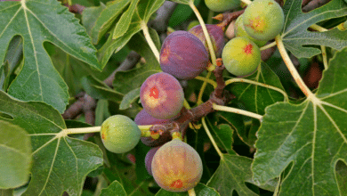 récolte abondante de figues grâce à un engrais naturel