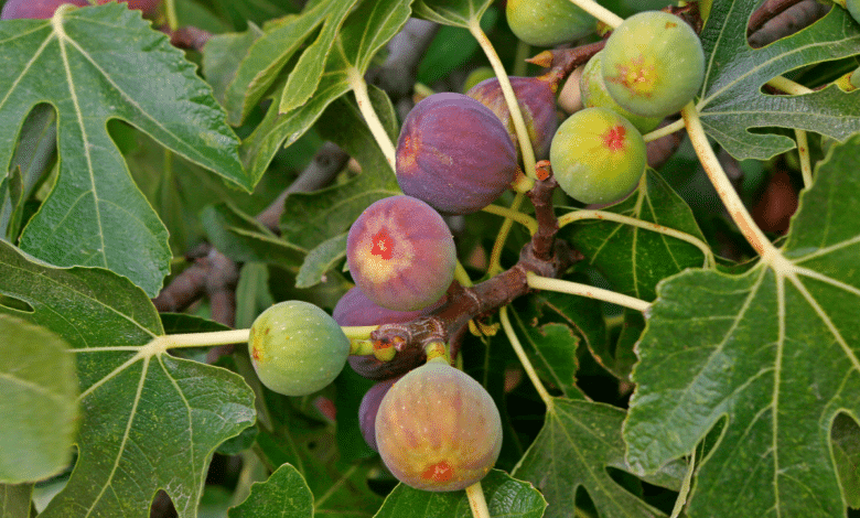 récolte abondante de figues grâce à un engrais naturel