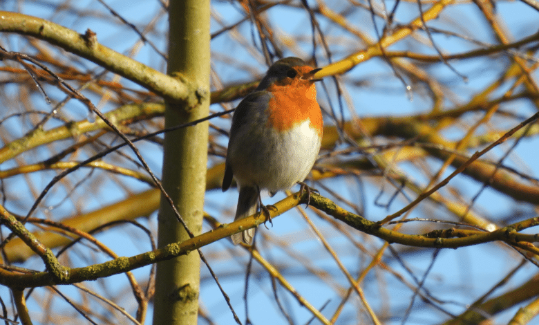 rouges gorges en hiver