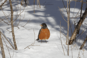 rouges gorges en hiver