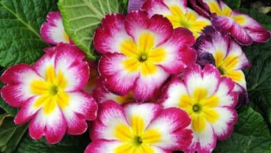 12 fleurs éblouissantes à planter en janvier pour un jardin éclatant toute l'année, même en hiver