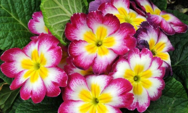 12 fleurs éblouissantes à planter en janvier pour un jardin éclatant toute l'année, même en hiver