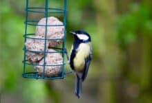 Comment nourrir les oiseaux avec des boules de graisse maison