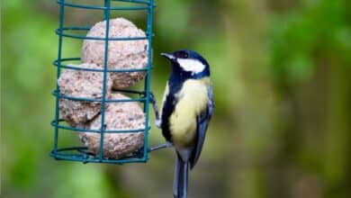 Comment nourrir les oiseaux avec des boules de graisse maison