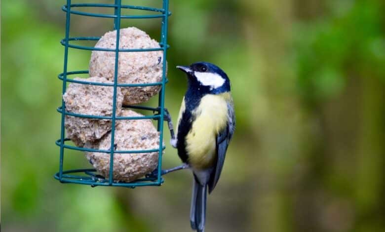 Comment nourrir les oiseaux avec des boules de graisse maison