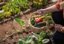 Comment préparer votre potager en hiver comme un pro pour une explosion de saveurs au printemps !