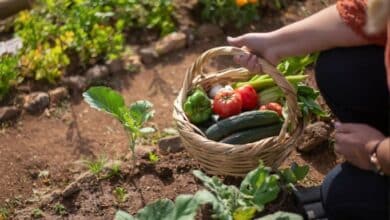 Comment préparer votre potager en hiver comme un pro pour une explosion de saveurs au printemps !