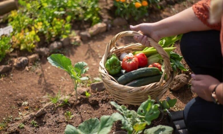 Comment préparer votre potager en hiver comme un pro pour une explosion de saveurs au printemps !