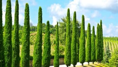 Les champions de la croissance : 6 arbres persistants pour un jardin luxuriant en un temps record